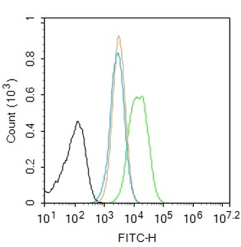 Caspase-1 p20 Rabbit Polyclonal Antibody