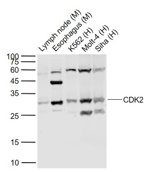 CDK2 Rabbit Polyclonal Antibody