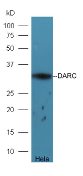 DHRS2 Rabbit Polyclonal Antibody