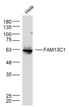 FAM13C1 Rabbit Polyclonal Antibody