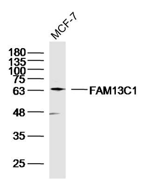 FAM13C1 Rabbit Polyclonal Antibody