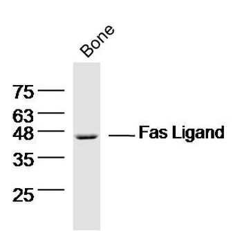 Fas Ligand Rabbit Polyclonal Antibody