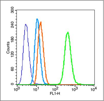 GFAP Rabbit Polyclonal Antibody