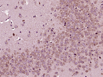 Kv4.3 Rabbit Polyclonal Antibody