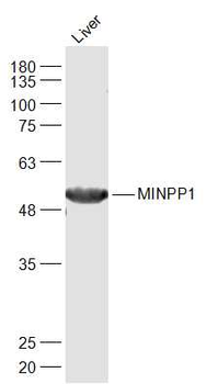 MINPP1 Rabbit Polyclonal Antibody
