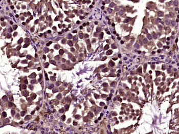MZT1 Rabbit Polyclonal Antibody