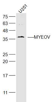 MYEOV Rabbit Polyclonal Antibody