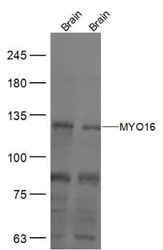 MYO16 Rabbit Polyclonal Antibody