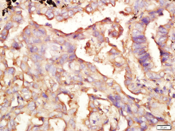MX2 Rabbit Polyclonal Antibody