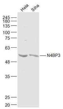 N4BP3 Rabbit Polyclonal Antibody