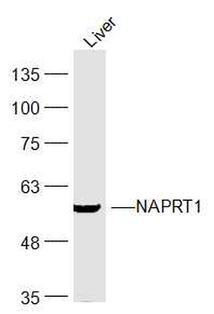 NAPRT1 Rabbit Polyclonal Antibody