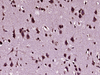 NDNF Rabbit Polyclonal Antibody