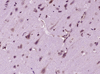 NDNF Rabbit Polyclonal Antibody
