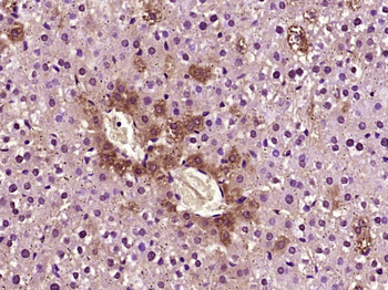 NDUFB5 Rabbit Polyclonal Antibody