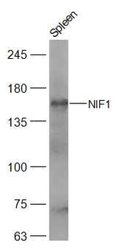 NIF1 Rabbit Polyclonal Antibody