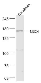 NISCH Rabbit Polyclonal Antibody