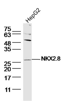NKX2.8 Rabbit Polyclonal Antibody