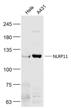 NLRP11 Rabbit Polyclonal Antibody