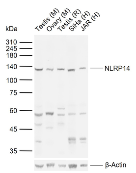 NLRP14 Rabbit Polyclonal Antibody