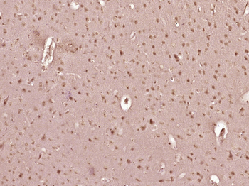 NMD3 Rabbit Polyclonal Antibody