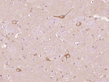 NMNAT2 Rabbit Polyclonal Antibody