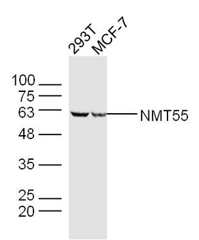 NMT55 Rabbit Polyclonal Antibody