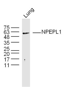 NPEPL1 Rabbit Polyclonal Antibody