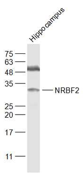 NRBF2 Rabbit Polyclonal Antibody