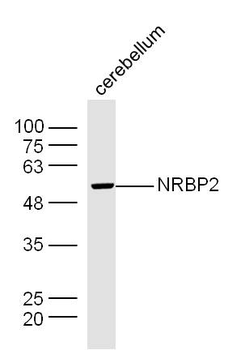 NRBP2 Rabbit Polyclonal Antibody