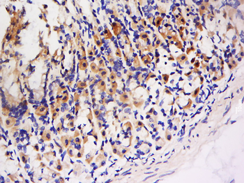 NRBP2 Rabbit Polyclonal Antibody