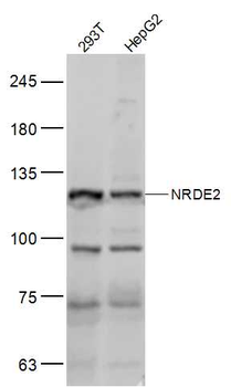NRDE2 Rabbit Polyclonal Antibody
