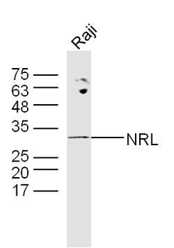 Neural retinal specific leucine zipper/NRL Rabbit Polyclonal Antibody