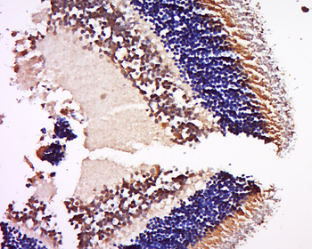 Neural retinal specific leucine zipper/NRL Rabbit Polyclonal Antibody