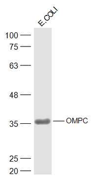 OMPC Rabbit Polyclonal Antibody