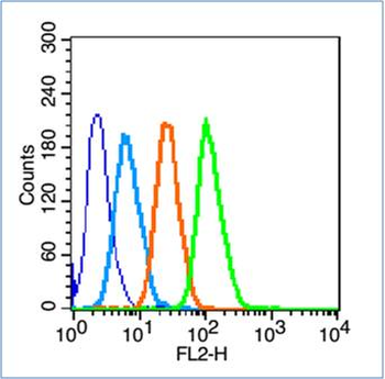 Placental alkaline phosphatase (PLAP) Rabbit Polyclonal Antibody