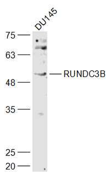 RUNDC3B Rabbit Polyclonal Antibody