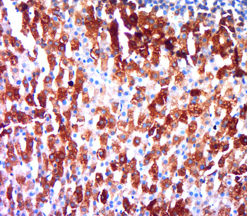 Secretogranin V Rabbit Polyclonal Antibody