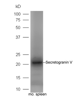 Secretogranin V Rabbit Polyclonal Antibody