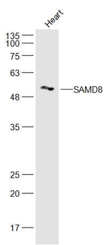 SAMD8 Rabbit Polyclonal Antibody