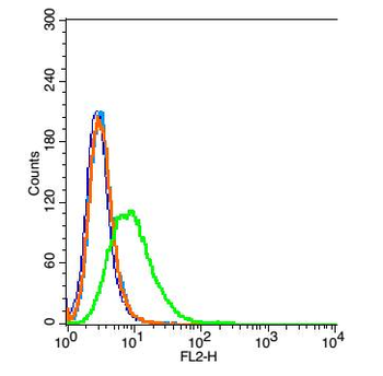 VNN1 Rabbit Polyclonal Antibody