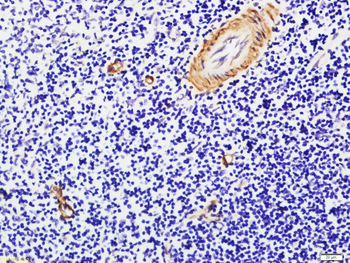 VNN1 Rabbit Polyclonal Antibody