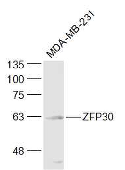 ZFP30 Rabbit Polyclonal Antibody