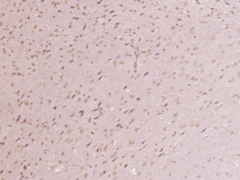 ZFP38 Rabbit Polyclonal Antibody