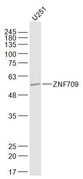 ZFP872/ZNF709 Rabbit Polyclonal Antibody
