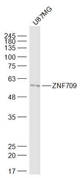 ZFP872/ZNF709 Rabbit Polyclonal Antibody