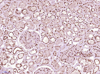 ZFPL1 Rabbit Polyclonal Antibody