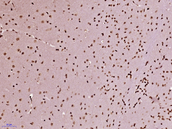 ZFPL1 Rabbit Polyclonal Antibody