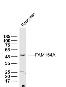 FAM154A Rabbit Polyclonal Antibody