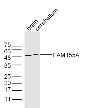 FAM155A Rabbit Polyclonal Antibody