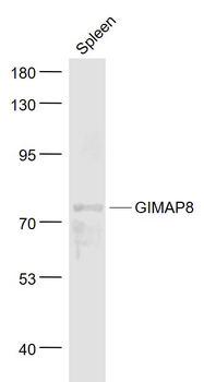 GIMAP8 Rabbit Polyclonal Antibody